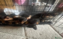 Chorkie dogs for sale: Chorkie Puppies For Sale - Image 15