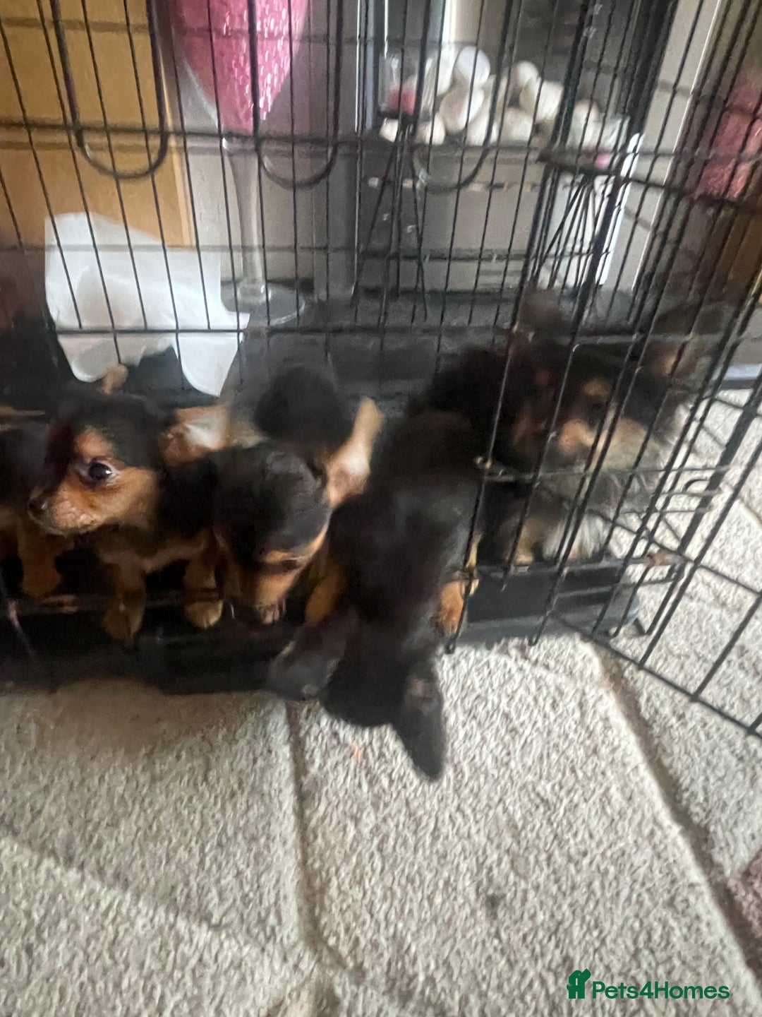 Chorkie dogs for sale: Chorkie Puppies For Sale - Image 15