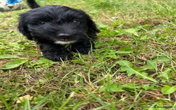 Cockapoo dogs for sale: Cockapoo pups - Image 35