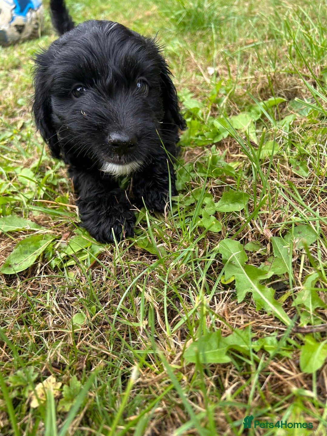 Cockapoo dogs for sale: Cockapoo pups - Image 35