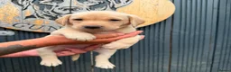 Labrador Retriever dogs for sale: Working  Labrador puppy’s  - Advert 13