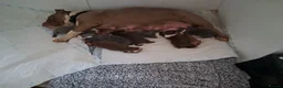 Olde English Bulldogge dogs for sale: Beautiful Old English bulldogs for sale!!! - Advert 2