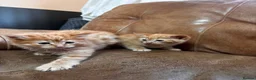 Mixed Breed cats for sale: Kittens  in Ipswich - Advert 7