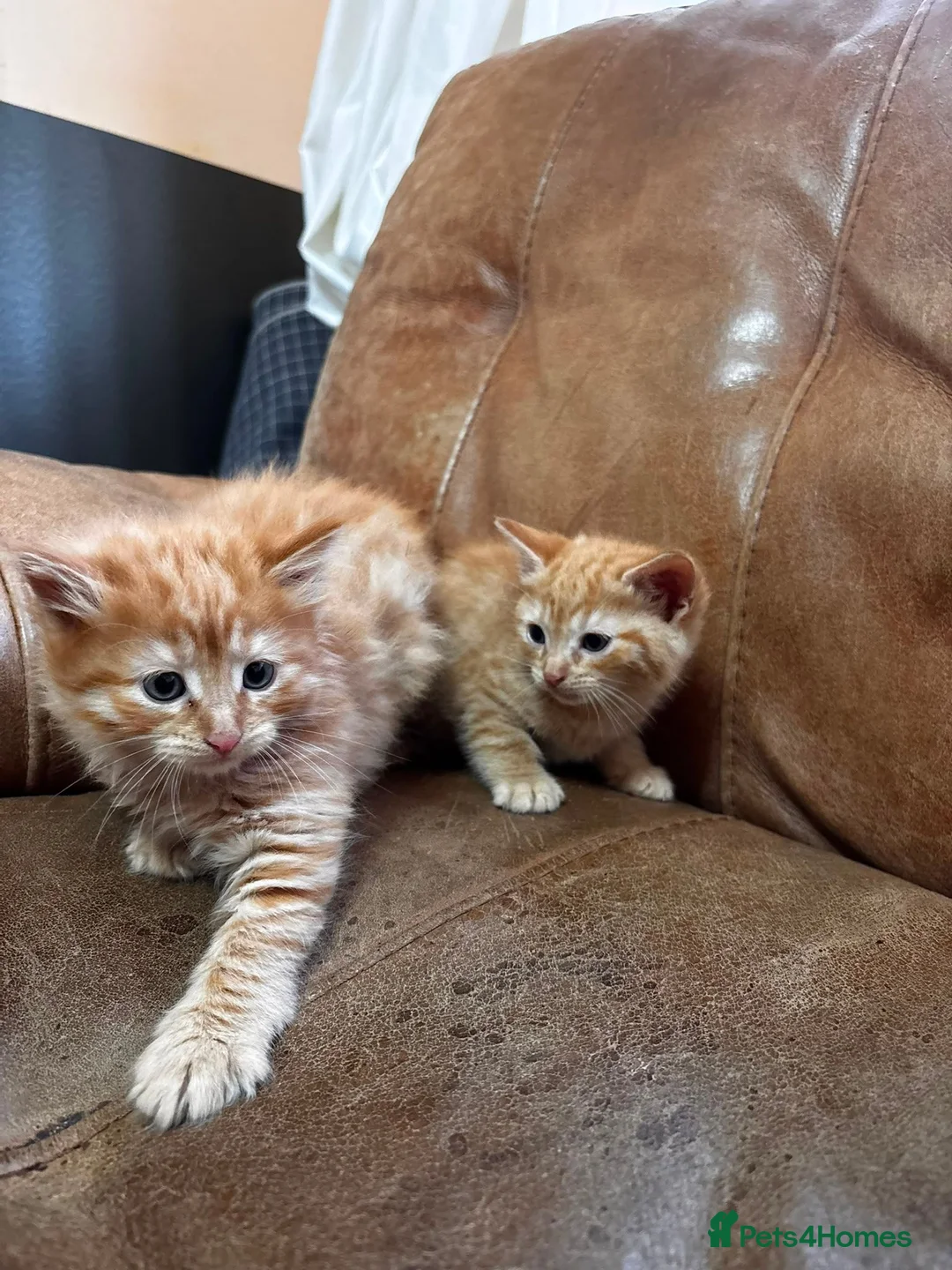 Mixed Breed cats for sale: Kittens  in Ipswich - Advert 7
