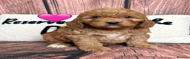 Pink Collar Female