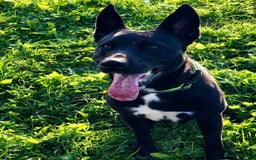 Mixed Breed dogs for sale: ***FERN RESCUE***TYSON 6 YO CROSSBREED - Image 1