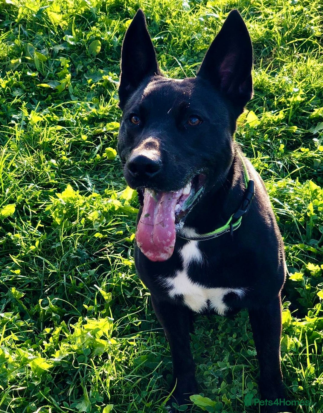 Mixed Breed dogs for sale: ***FERN RESCUE***TYSON 6 YO CROSSBREED - Image 1