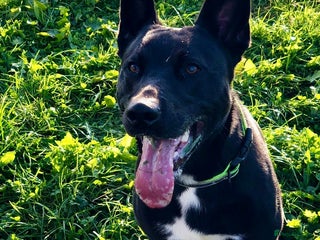 Mixed Breed dogs for sale - Advert 2