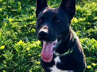 Mixed Breed dogs ***FERN RESCUE***TYSON 6 YO CROSSBREED - Advert 13