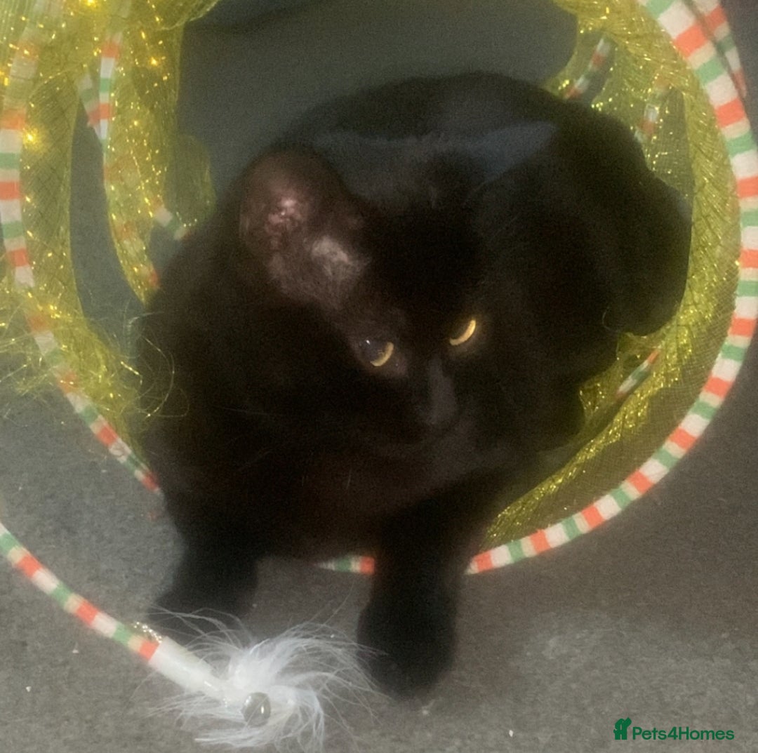 Mixed Breed cats for adoption: Need Experience Male 3 yrs old, playful, loving 😻 in Swadlincote - Image 1