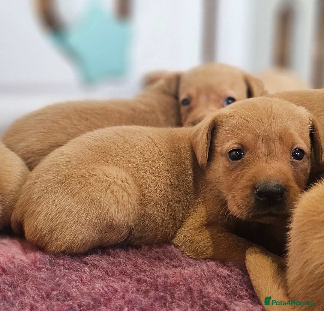 Labrador Retriever dogs for sale: ONLY 1 BEAUTIFUL KC FOX RED GIRL LAB AVAILABLE - Image 21