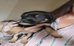 Mixed Breed dogs for sale: Puppies  - Image 8