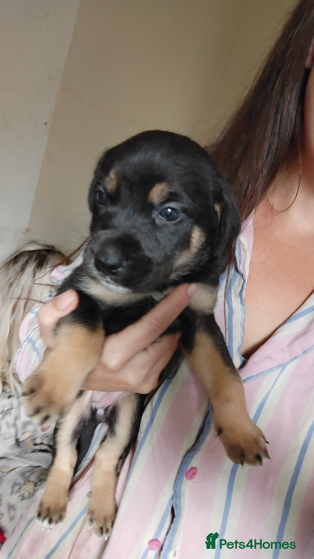 Mixed Breed dogs for sale: Puppies  - Image 8