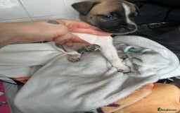 Mixed Breed dogs for sale: Bullsky puppies  - Advert 21