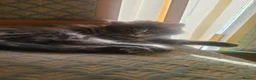 Mixed Breed cats for sale: Super fluffy lovely, looking for new home - Advert 9