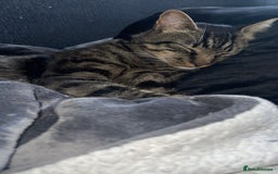 Mixed Breed cats for sale: Cat for Rehoming – Meet Eisa 🐾 - Image 2