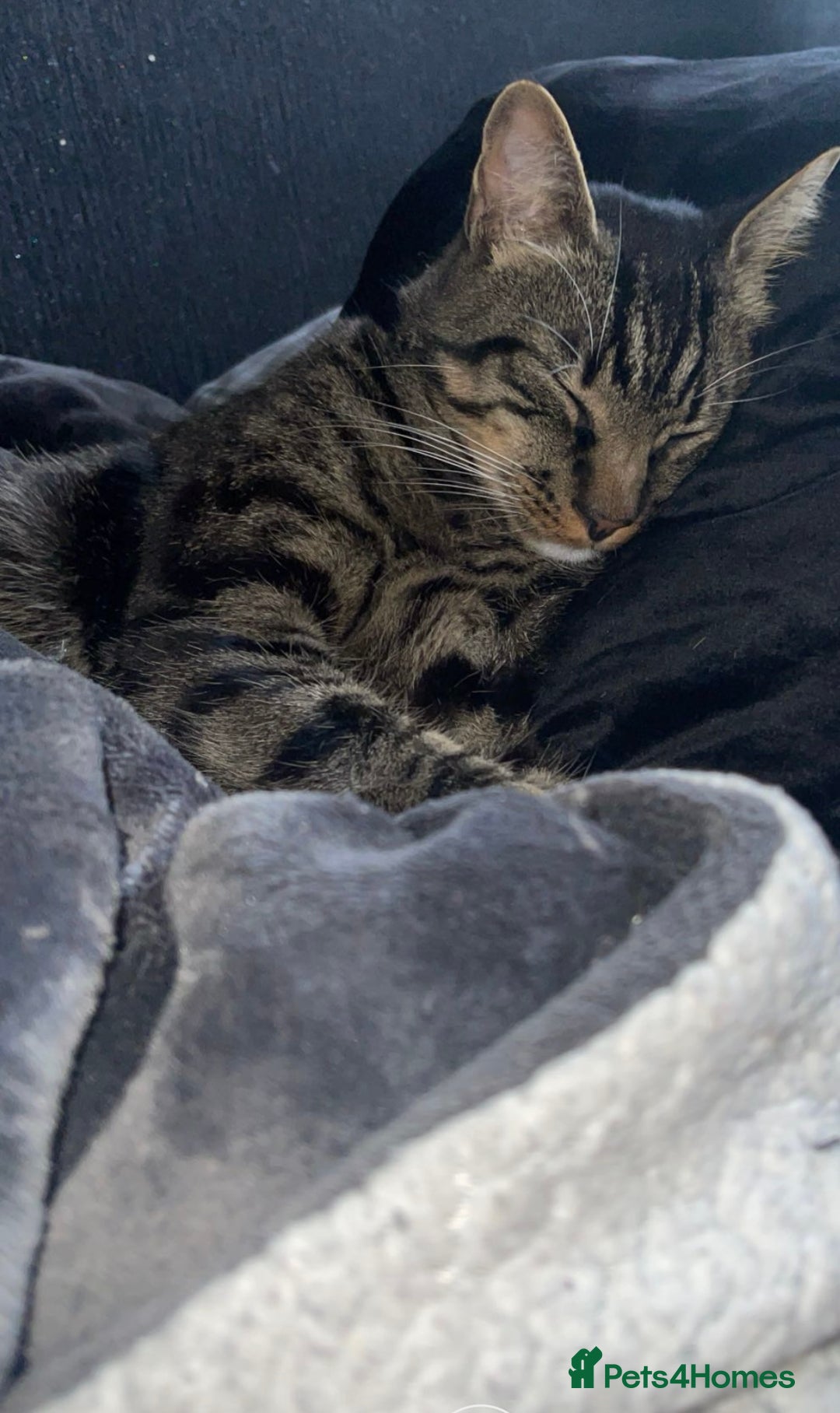Mixed Breed cats for sale: Cat for Rehoming – Meet Eisa 🐾 - Image 2