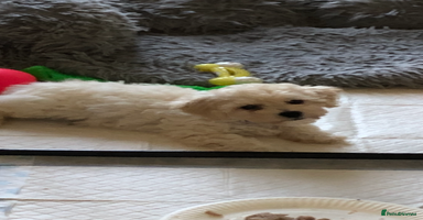 Poochon dogs - Advert 1
