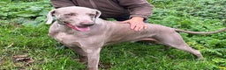 Weimaraner dogs for adoption: Thor, a handsome Weimaraner - Advert 2