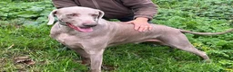 Weimaraner dogs for adoption: Thor, a handsome Weimaraner - Advert 2