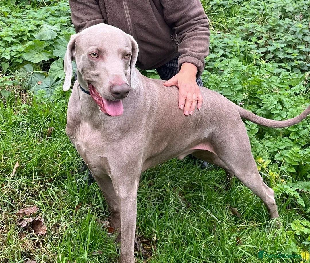 Weimaraner dogs for adoption: Thor, a handsome Weimaraner - Advert 2