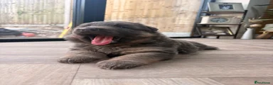 German Shepherd Puppy 2