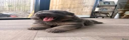 German Shepherd dogs for sale: Blue/Tan Puppies  in Dartford - Advert 23