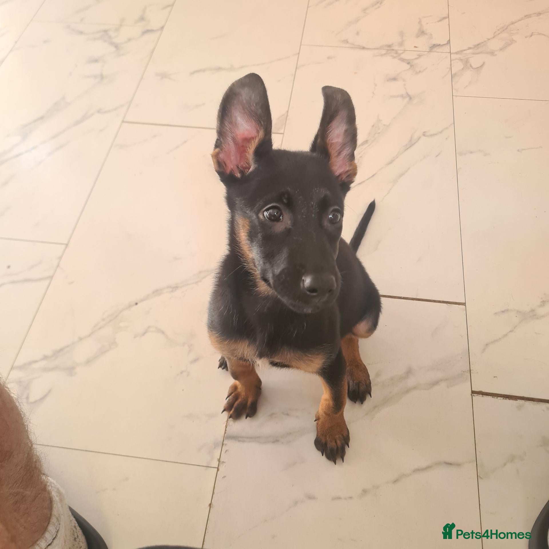Belgian Shepherd Dog dogs Zara brn belgian malinois x dutch herder  - Advert 17