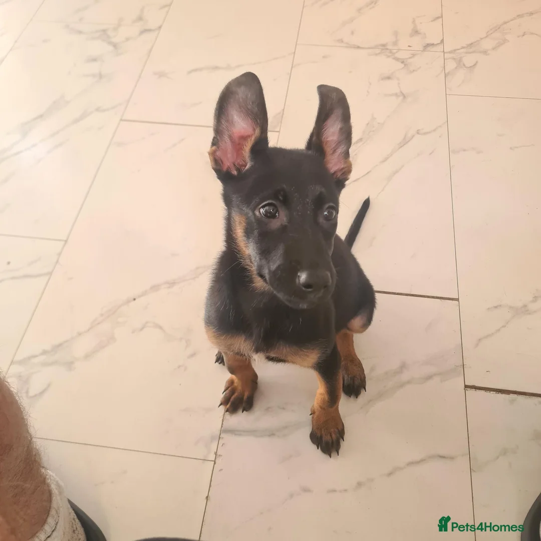 Belgian Shepherd Dog dogs for sale: Zara brn belgian malinois x dutch herder  in Burnley - Advert 1