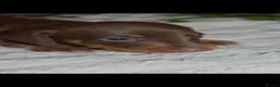 Miniature Dachshund dogs for stud: Chocolate/isabella miniature dachshund  - Advert 14