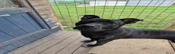 Staffordshire Bull Terrier dogs for adoption: Murphy - Advert 7