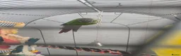 Conures birds for sale: 8 year old conure  in Paignton - Advert 2