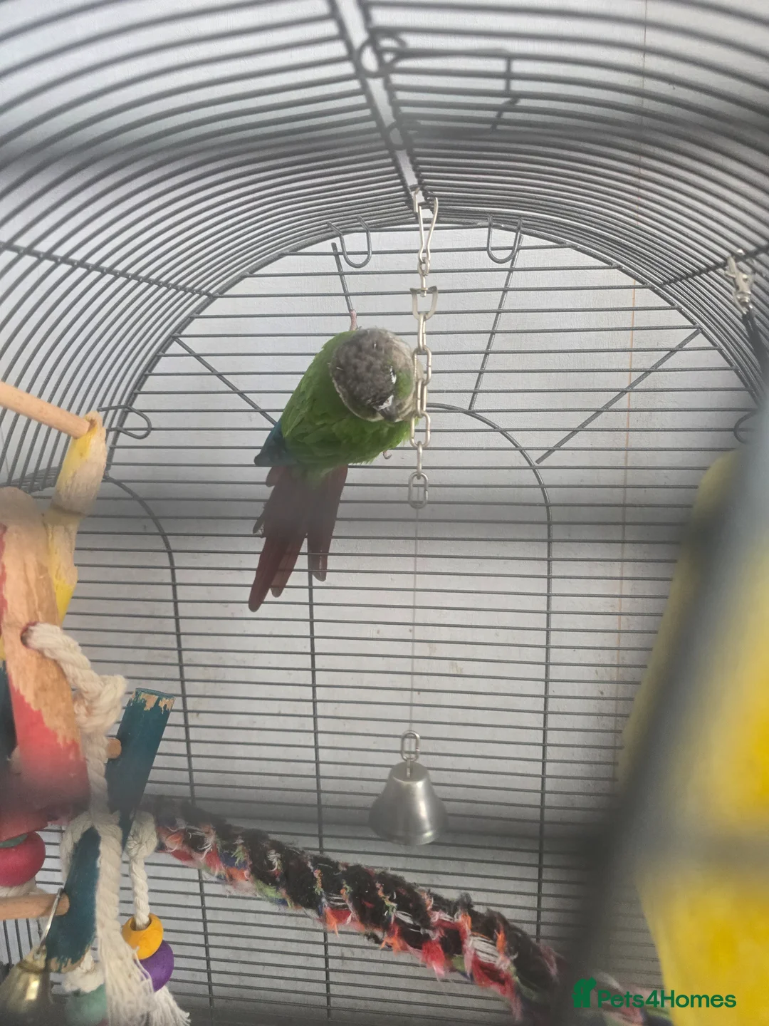 Conures birds for sale: 8 year old conure  in Paignton - Advert 2