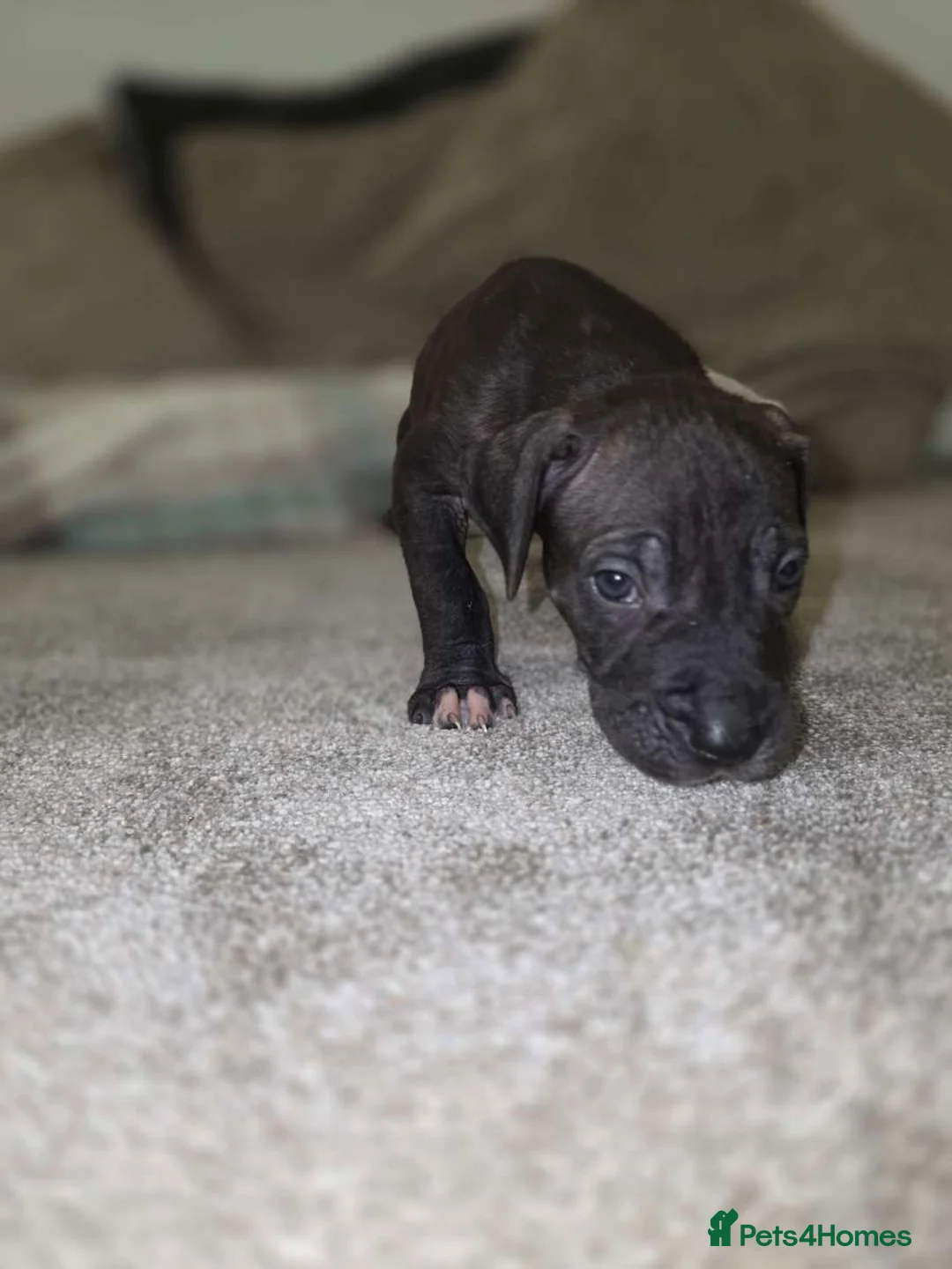 Presa Canario dogs for sale: Dual Purpose Presa Canario Puppies for Homing - Advert 17