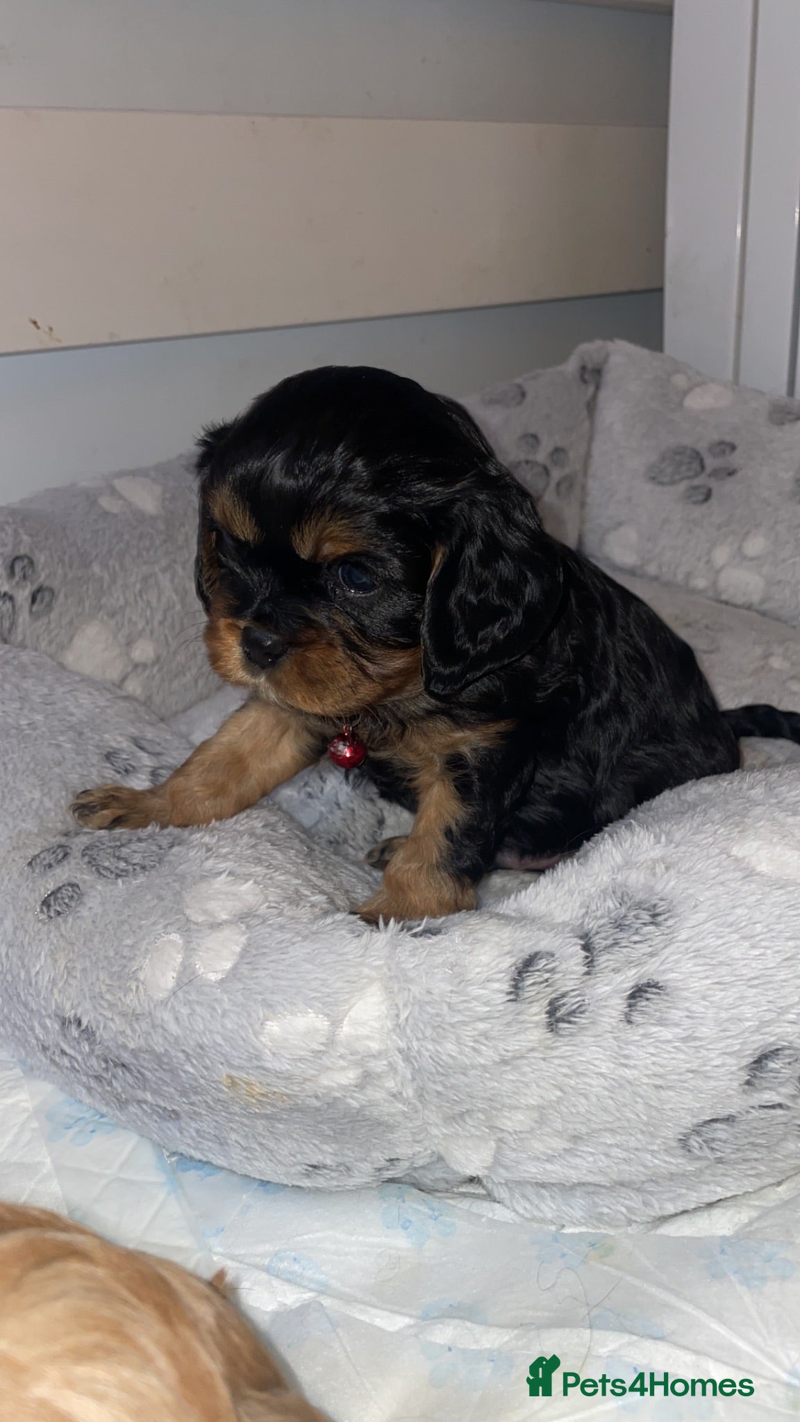 Cavalier King Charles Spaniel dogs King Charles cavalier babies  - Advert 2
