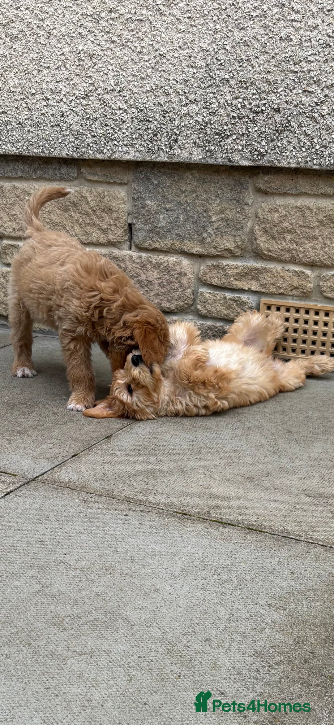 Mini Goldendoodle dogs for sale: F1 miniature golden doodle puppies  - Image 2