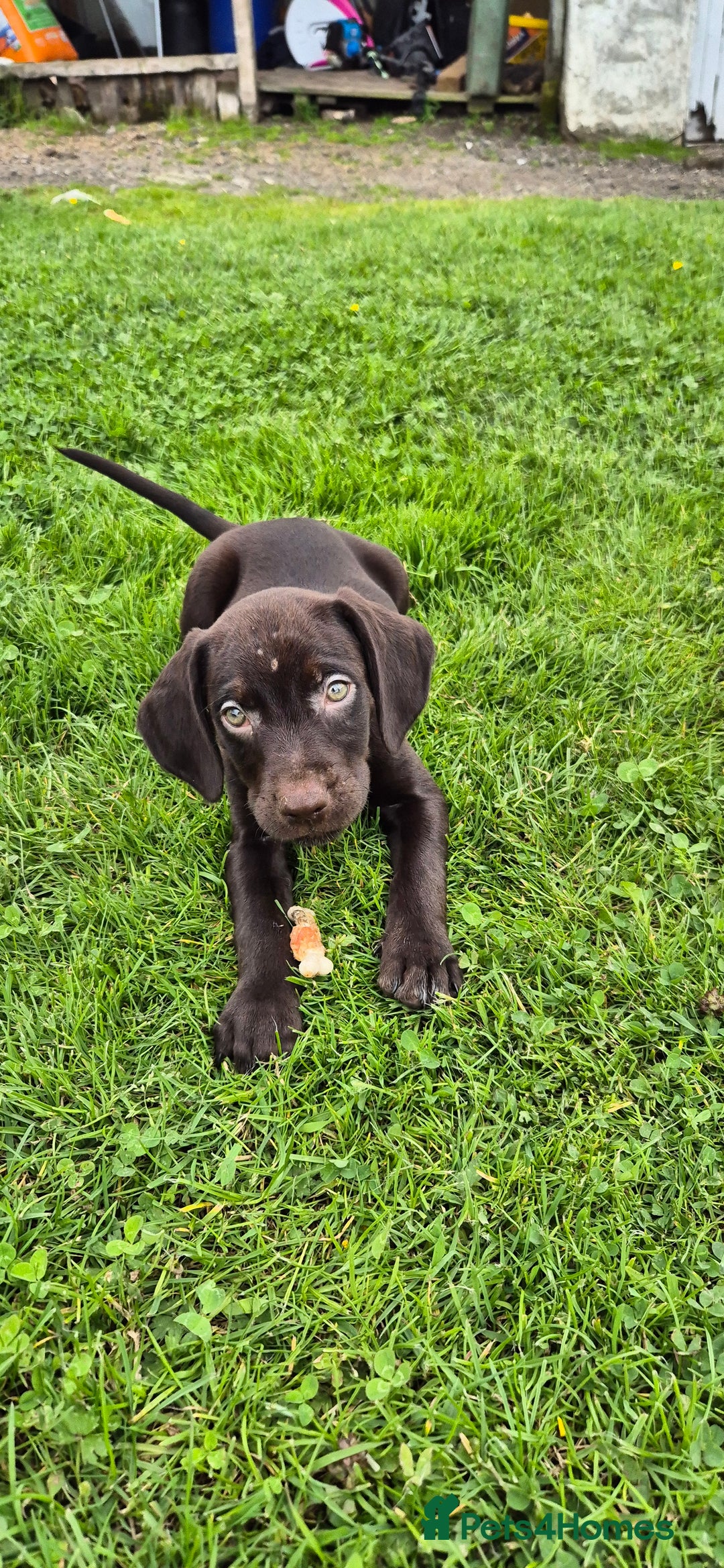 Mixed Breed dogs for sale: GWP X LABRADOR. Ready for new Home. in Castle Douglas - Image 5