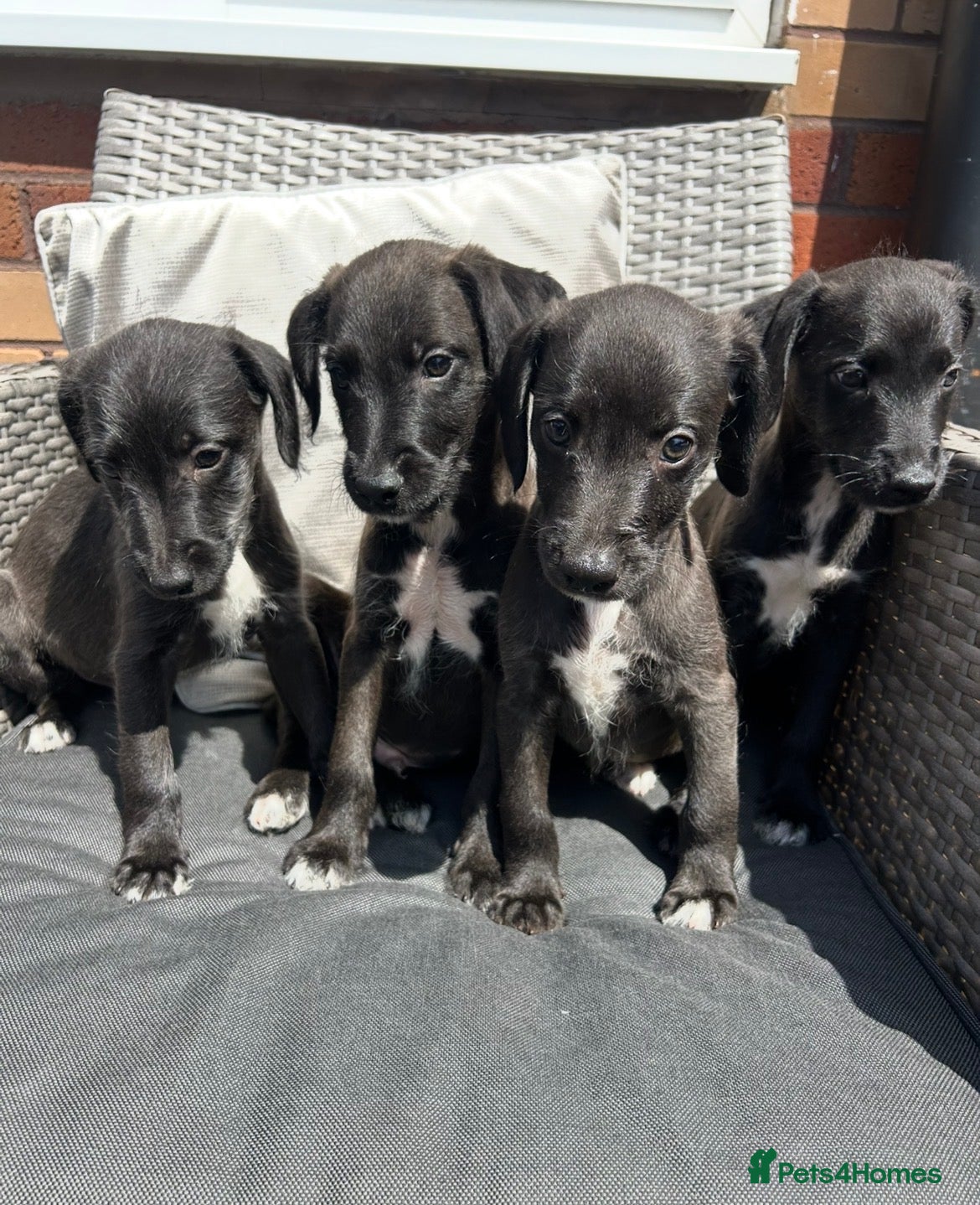 Mixed Breed dogs BEDDY  WHIPPET PUPS - Advert 1