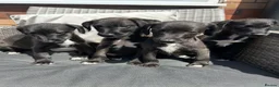Mixed Breed dogs for sale: BEDDY  WHIPPET PUPS - Advert 2