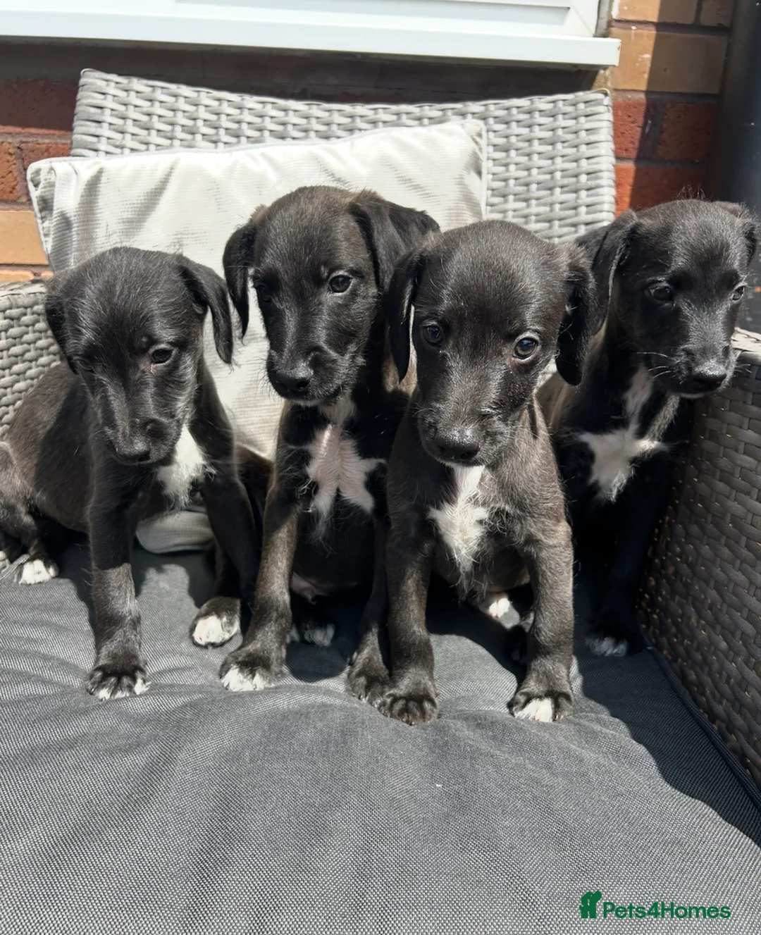 Mixed Breed dogs for sale: BEDDY  WHIPPET PUPS - Advert 2