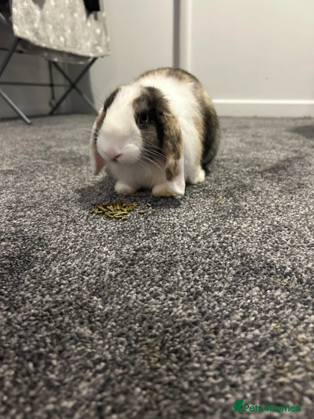 Mini Lop rabbits for sale: 8 week old mini lop male rabbit - Advert 1