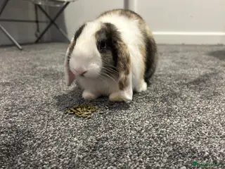 Mini Lop rabbits 8 week old mini lop male rabbit - Advert 1