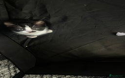 Mixed Breed cats for sale: 🐾 Kittens Ready for Their Forever Homes 🐾 - Image 6