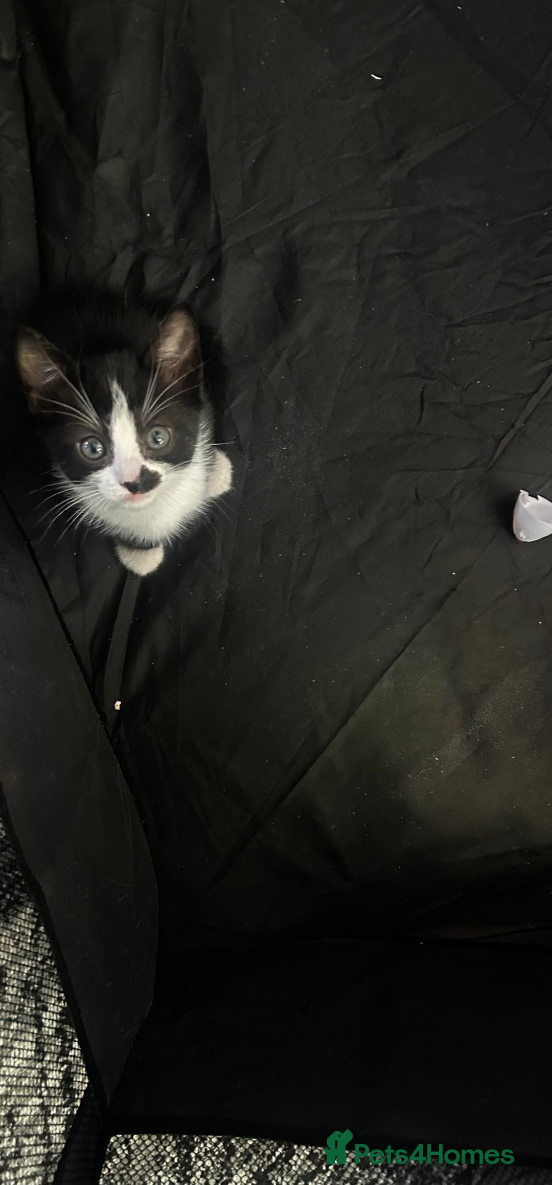 Mixed Breed cats for sale: 🐾 Kittens Ready for Their Forever Homes 🐾 - Image 6