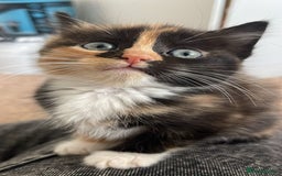 Domestic Shorthair cats for sale: 2 Ginger males 2 calico female 1 tabby female - Image 3