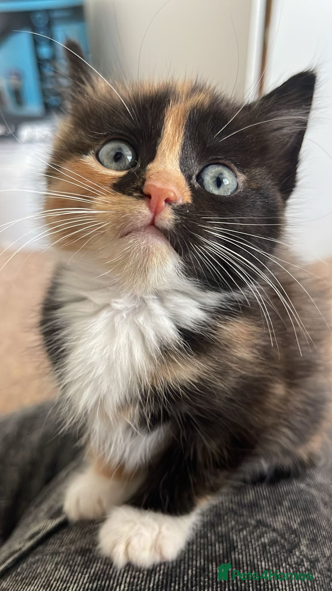 Domestic Shorthair cats for sale: 2 Ginger males 2 calico female 1 tabby female - Image 3