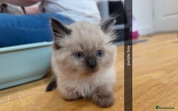 Ragdoll cats for sale: Beautiful family reared Ragdoll kittens  - Image 8