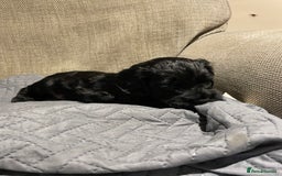 Cockapoo dogs for sale: F1 Cockerpoo pups. KC parents & health tests - Image 15