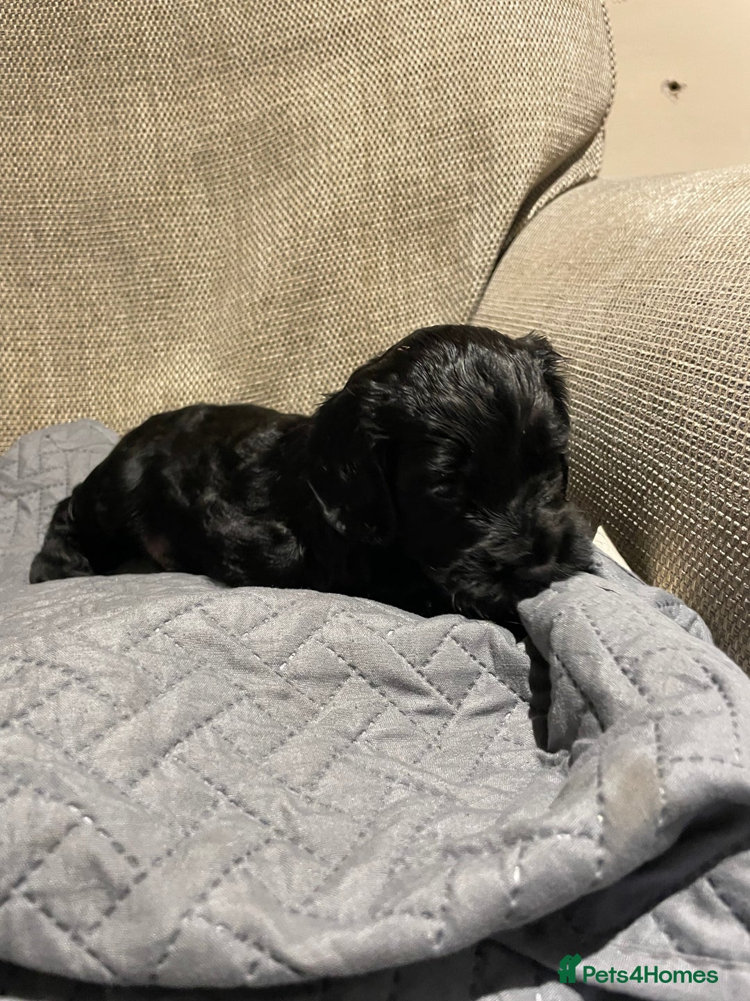 Cockapoo dogs for sale: F1 Cockerpoo pups. KC parents & health tests - Image 15