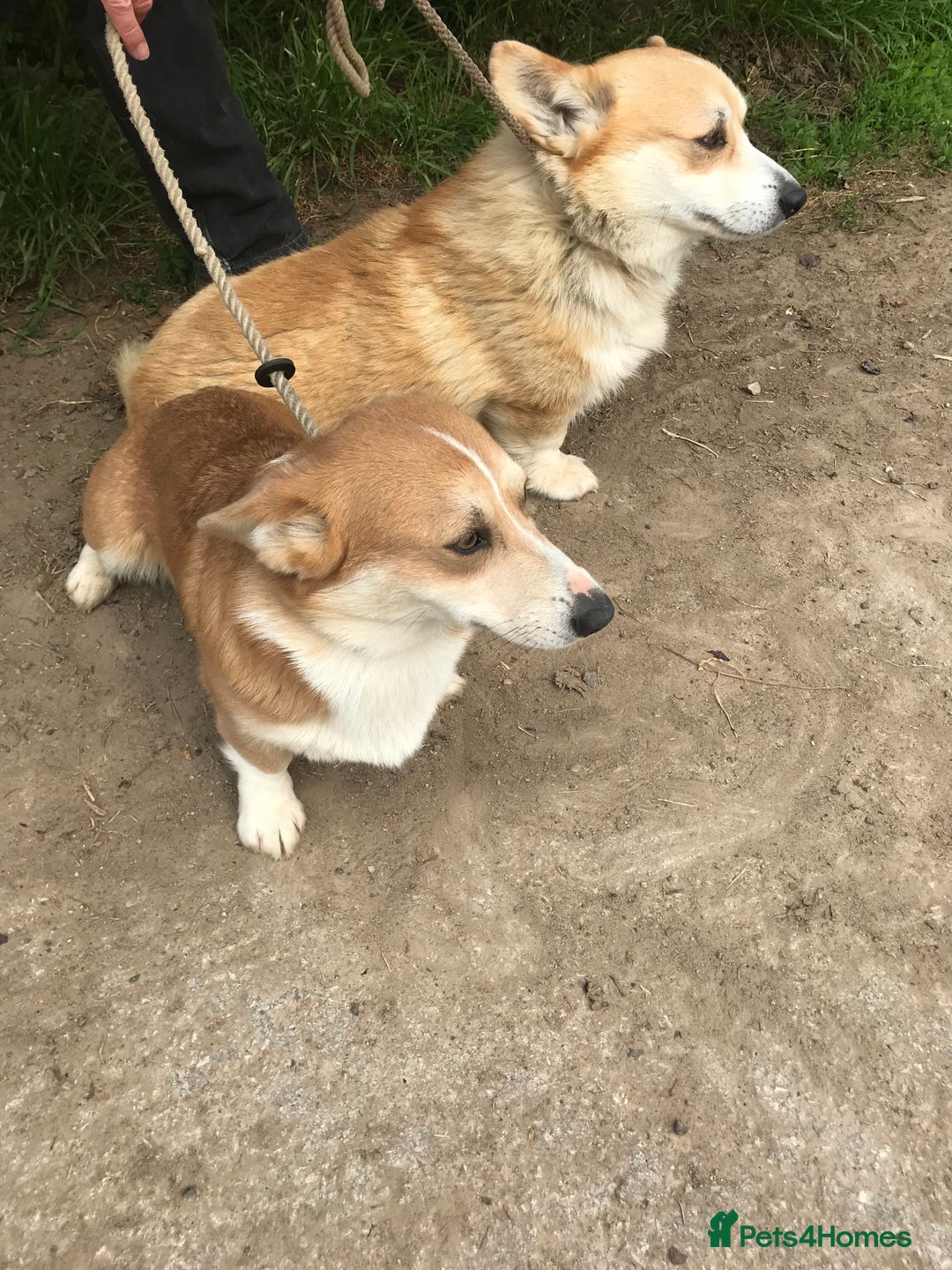 Welsh Corgi Pembroke dogs for sale: Four beautiful Pembroke Welsh Corgis - Advert 6